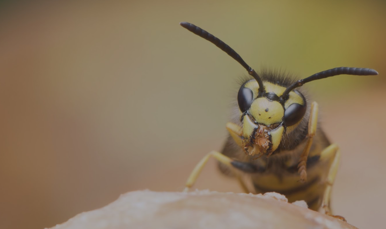 Why Timely Wasp Extermination in Chelmsford Matters More Than Ever